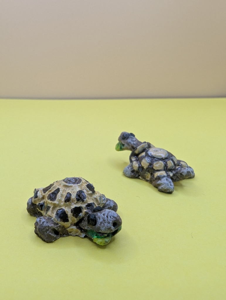 reptile collection tortoise